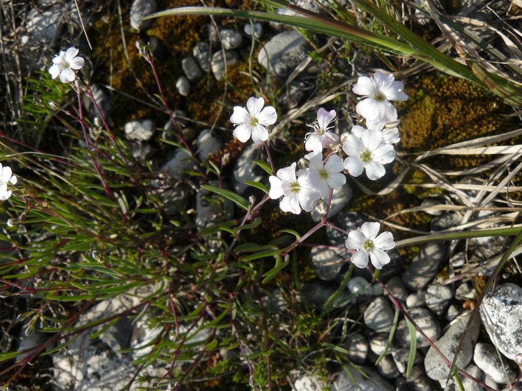 magredi -Silene cfr. rupestris
